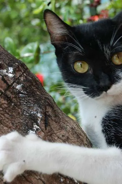 Gato ra a SRD idade 7 a 11 meses nome Lila <3
