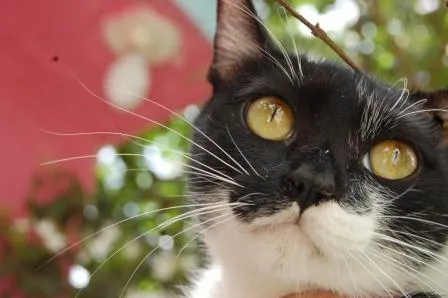 Gato ra a SRD idade 7 a 11 meses nome Lila <3
