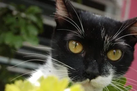 Gato ra a SRD idade 7 a 11 meses nome Lila <3