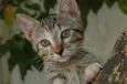 Milly <3