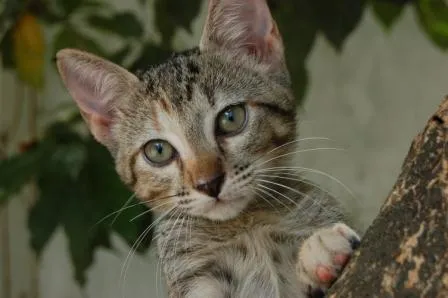 Gato ra a SRD idade Abaixo de 2 meses nome Milly <3