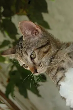 Gato ra a SRD idade Abaixo de 2 meses nome Milly <3