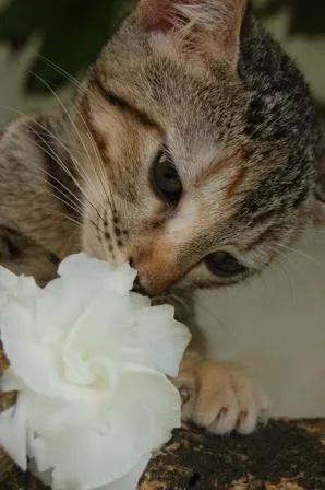 Gato ra a SRD idade Abaixo de 2 meses nome Milly <3