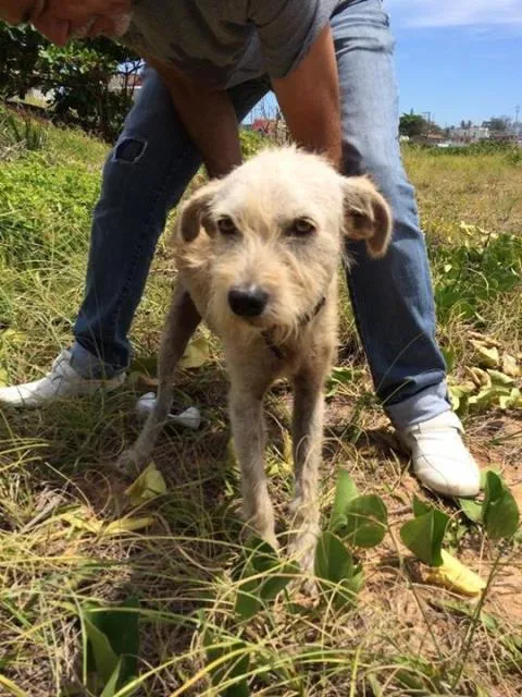 Cachorro ra a Mestiço  idade 5 anos nome Diego