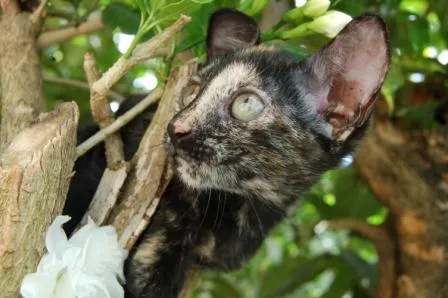 Gato ra a SRD idade Abaixo de 2 meses nome Jade