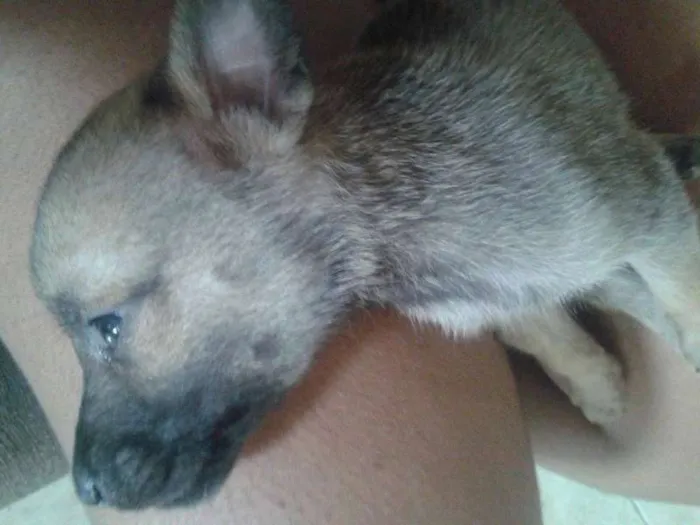 Cachorro raça Vira-lata idade Abaixo de 2 meses nome Filhotes