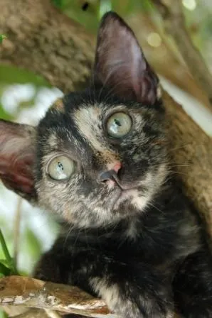 Gato ra a SRD idade Abaixo de 2 meses nome Jade