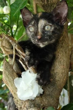 Gato ra a SRD idade Abaixo de 2 meses nome Jade