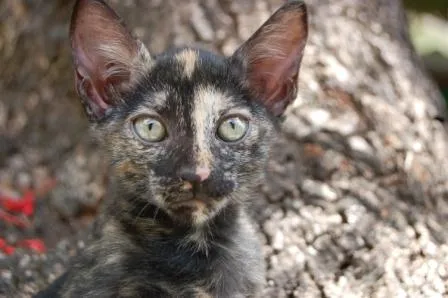 Gato ra a SRD idade Abaixo de 2 meses nome Jade