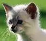 Gato raça Siamês idade 2 a 6 meses nome Gatinhas filhotes