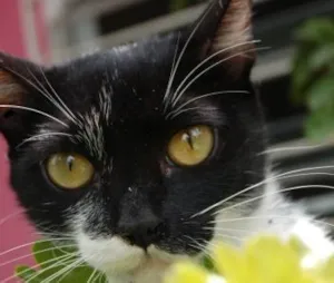 Gato raça SRD idade 7 a 11 meses nome Lila <3