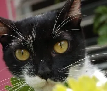 Gato ra a SRD idade 7 a 11 meses nome Lila <3
