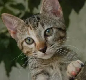Gato raça SRD idade Abaixo de 2 meses nome Milly <3