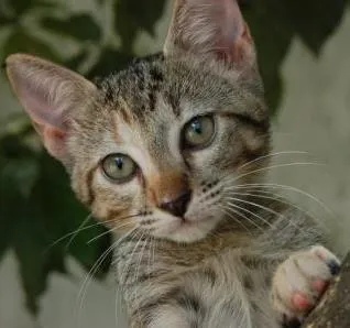 Gato ra a SRD idade Abaixo de 2 meses nome Milly <3