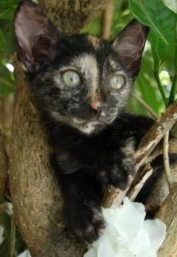 Gato ra a SRD idade Abaixo de 2 meses nome Jade