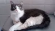 Bella (vacinada e c
