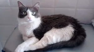 Gato raça  idade 2 anos nome Bella (vacinada e c