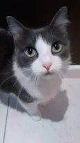 Bella (vacinada e c