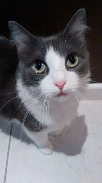 Gato raça  idade 2 anos nome Bella (vacinada e c