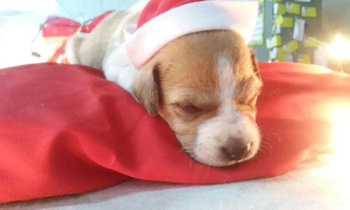 Cachorro raça  idade Abaixo de 2 meses nome Mona