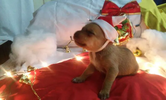 Cachorro raça  idade Abaixo de 2 meses nome Mona