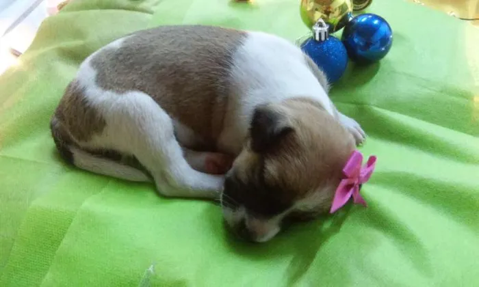 Cachorro raça  idade Abaixo de 2 meses nome Mona