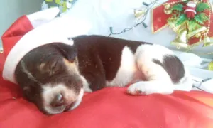 Cachorro raça  idade Abaixo de 2 meses nome Mona