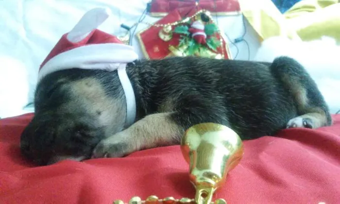 Cachorro raça  idade Abaixo de 2 meses nome Mona