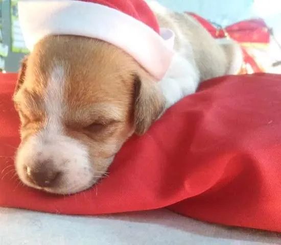 Cachorro raça  idade Abaixo de 2 meses nome Mona