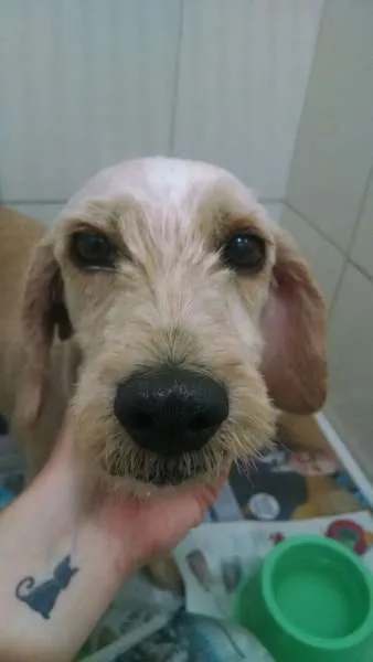 Cachorro ra a SRD idade 5 anos nome Bartholomeu