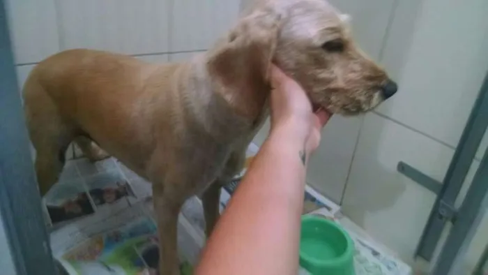 Cachorro ra a SRD idade 5 anos nome Bartholomeu