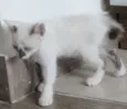 4filhotes