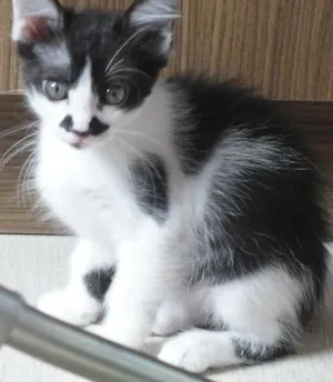 Gato raça SRD idade 2 a 6 meses nome 4filhotes