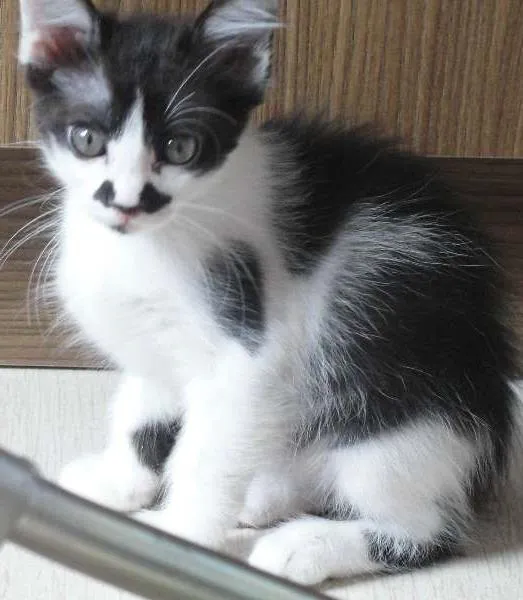 Gato ra a SRD idade 2 a 6 meses nome 4filhotes