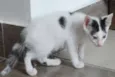 4filhotes