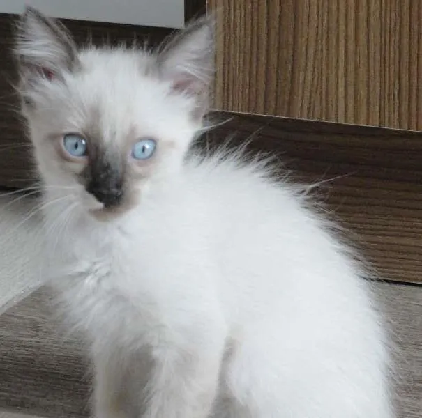 Gato ra a SRD idade 2 a 6 meses nome 4filhotes