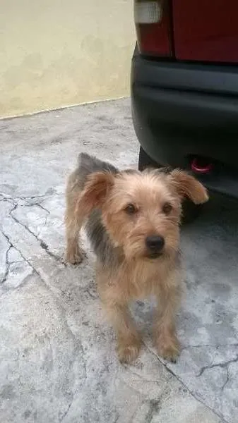 Cachorro ra a srd idade  nome Bread