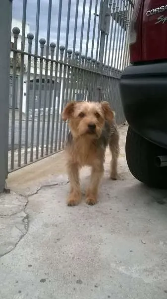 Cachorro ra a srd idade  nome Bread