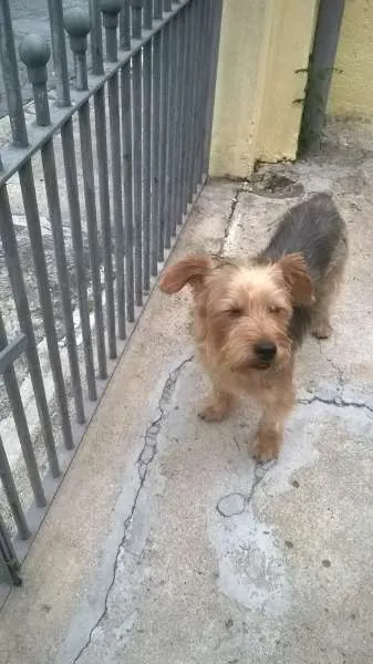 Cachorro ra a srd idade  nome Bread