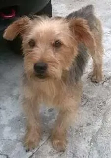 Cachorro raça srd idade  nome Bread