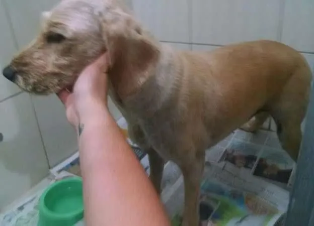 Cachorro ra a SRD idade 5 anos nome Bartholomeu