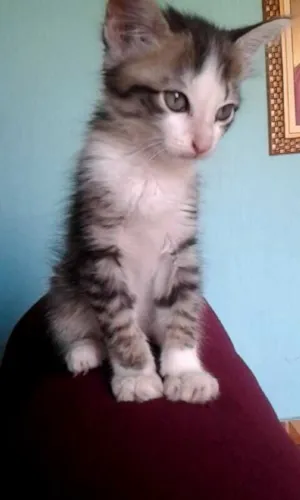 Gato raça Srd idade 2 a 6 meses nome Gatinha