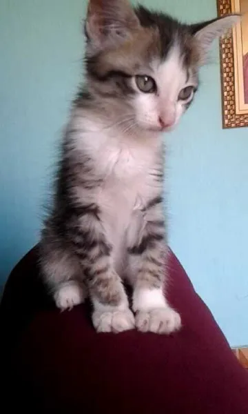 Gato ra a Srd idade 2 a 6 meses nome Gatinha