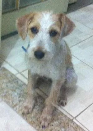 Cachorro ra a  idade 2 a 6 meses nome Charles 