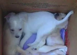 Cachorro raça Fox Terrier idade Abaixo de 2 meses nome adote