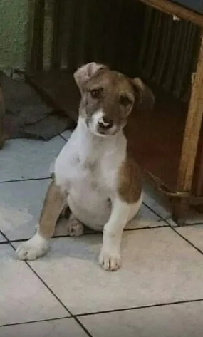 Cachorro ra a SRD idade  nome Rosinha
