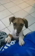 Rosinha
