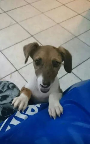 Cachorro ra a SRD idade  nome Rosinha