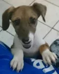 Rosinha