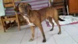 Lindo cachorro